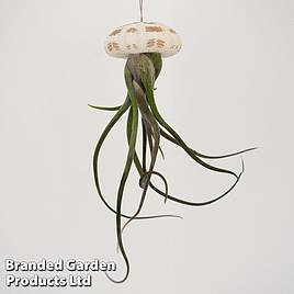 Airplant (Tillandsia) in Sea Urchin