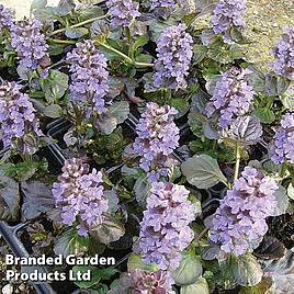 Ajuga reptans Black Scallop