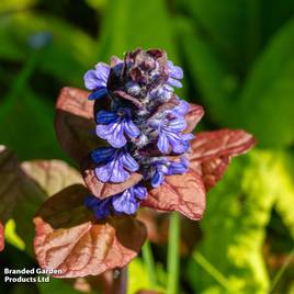Ajuga reptans Atropurpurea