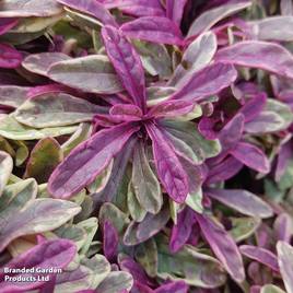 Ajuga tenorii Princess Nadia