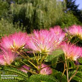 Albizia julibrissin Tropical Dream