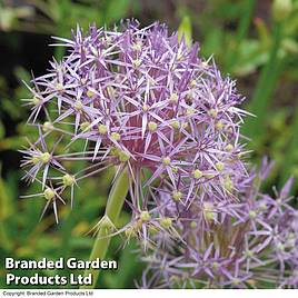 Allium christophii