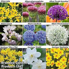 Narcissus & Allium Bumper Collection