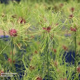 Allium Hair