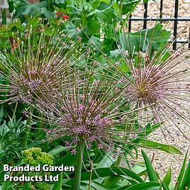 Allium Schubertii