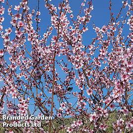 Almond (Prunus) Ingrid