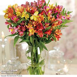 Alstroemeria Garden Hybrids