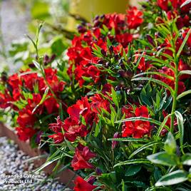 Alstroemeria Inticancha Doba