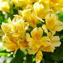 Alstroemeria Inticancha Havana