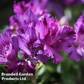 Alstroemeria Inticancha Indigo