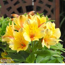 Alstroemeria Spring Valley (Summer Paradise Series)
