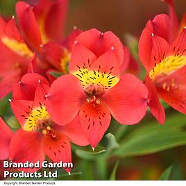 Alstroemeria Summer Heat