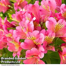 Alstroemeria Summer Rose