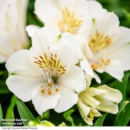 Alstroemeria Inticancha Sunburst