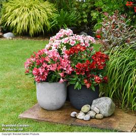Alstroemeria Pink Passion