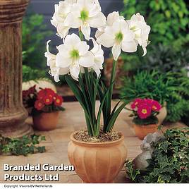 Amaryllis Picotee