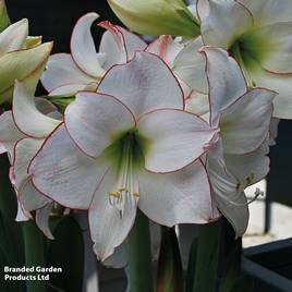 Amaryllis Picotee