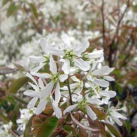 Amelanchier lamarckii (Hedging)