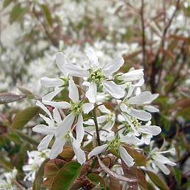 Amelanchier Lamarckii