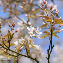 Amelanchier Ballerina