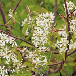 Amelanchier canadensis (Hedging)