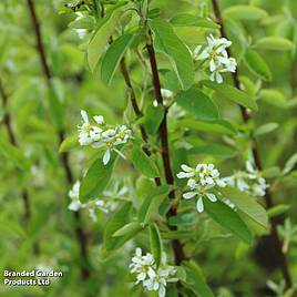 Amelanchier Rainbow Pillar
