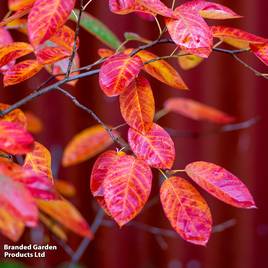 Amelanchier Rainbow Pillar (Mature Tree)