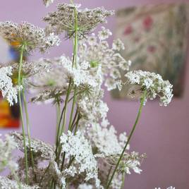 Ammi Snowflake - Seeds for Predators
