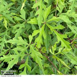 Ampelopsis aconitifolia Chinese Lace