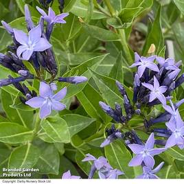 Amsonia tabernaemontana Blue Ice