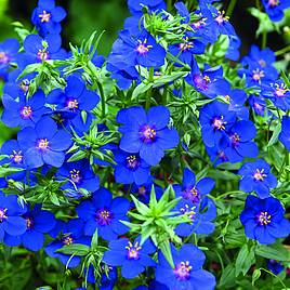 Anagallis Skylover