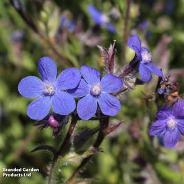 Anchusa azurea Feltham Pride