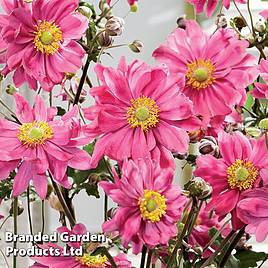 Anemone Bressingham Glow