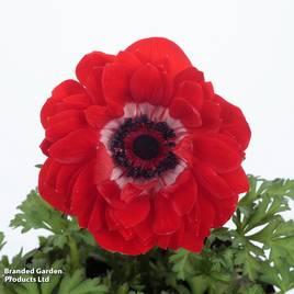 Anemone coronaria Harmony Double Scarlet