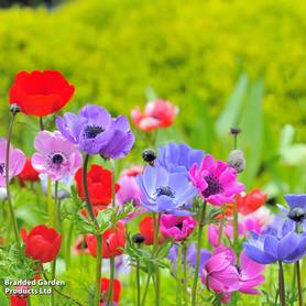 Anemone coronaria De Caen Mixed