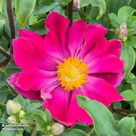 Anemone hupehensis Fantasy™ Ariel