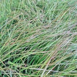 Anemanthele lessoniana