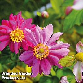 Anemone hupehensis var. japonica Prinz Heinrich