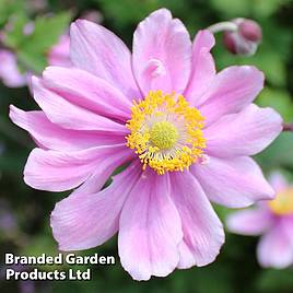 Anemone x hybrida Serenade