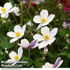 Anemone Wild Swan