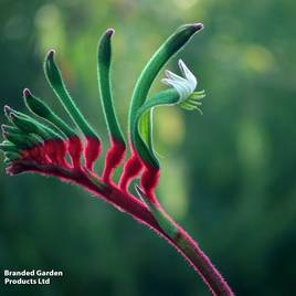 Anigozanthos Hybrids Mix