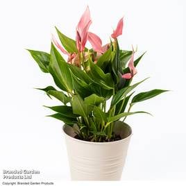 Anthurium Lilli