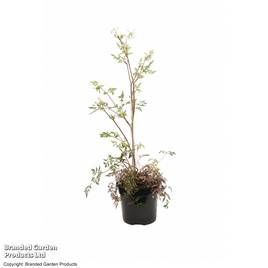 Anthriscus sylvestris Ravenswing