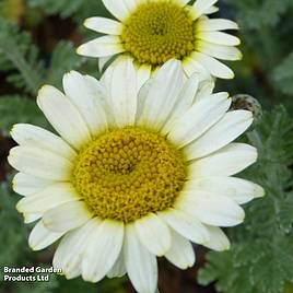 Anthemis Tinctoria Sauce Hollandaise