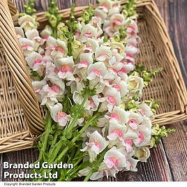 Antirrhinum majus Potomac Apple Blossom F1 Seeds