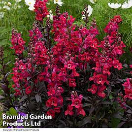 Antirrhinum Cherry Cola