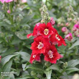 Antirrhinum majus Dazzling Lips Red