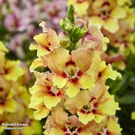 Antirrhinum majus Dazzling Lips Yellow Eye