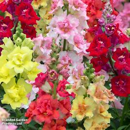 Antirrhinum Double Shot Mixed