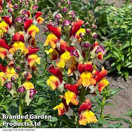 Antirrhinum Mango Twist Seeds